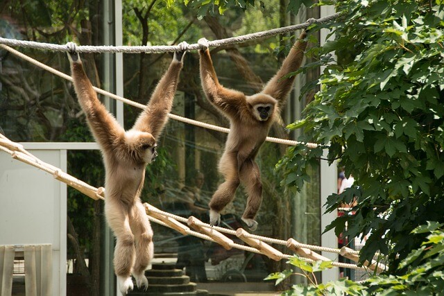 Gibbony w zoo